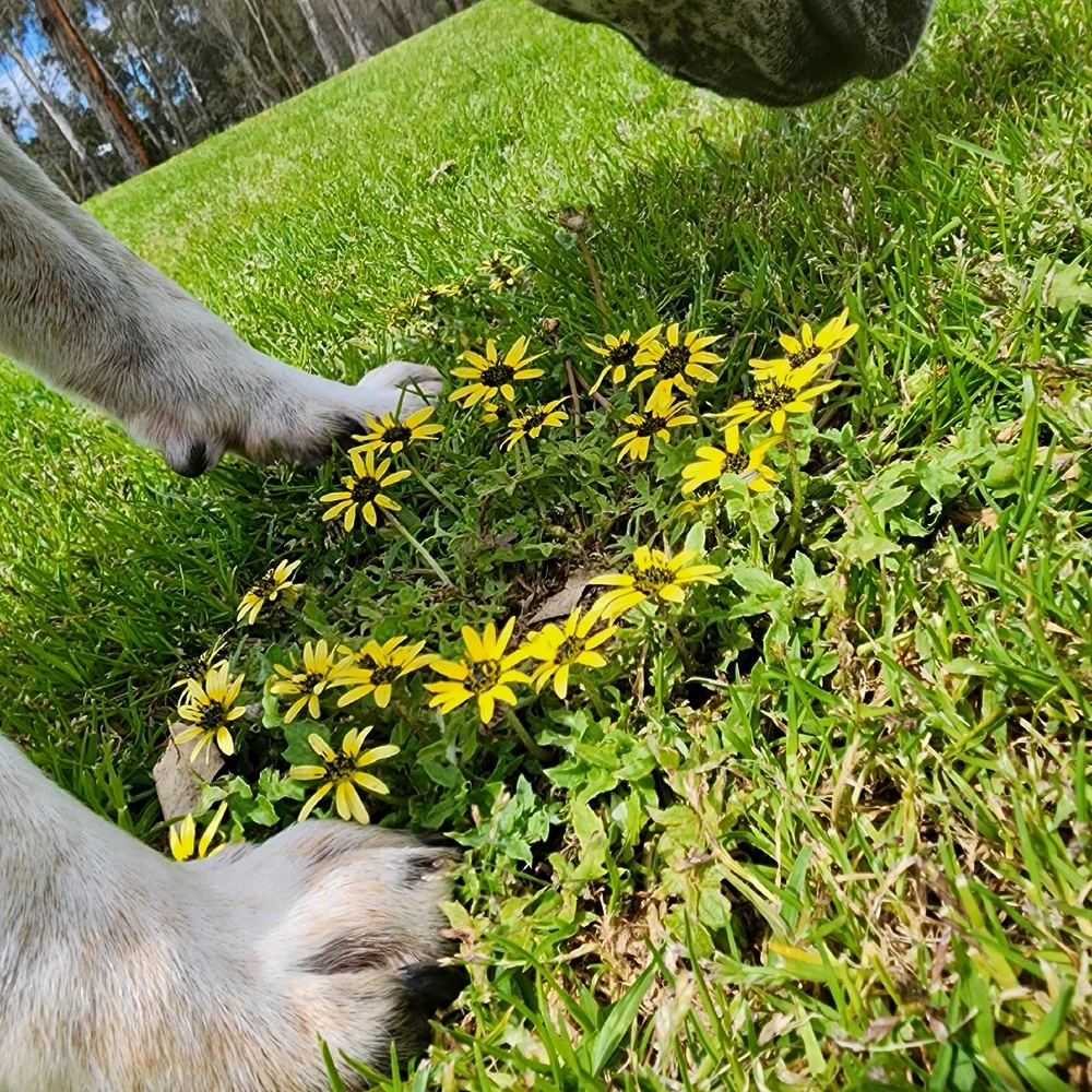 Fairy Rings and Big Things