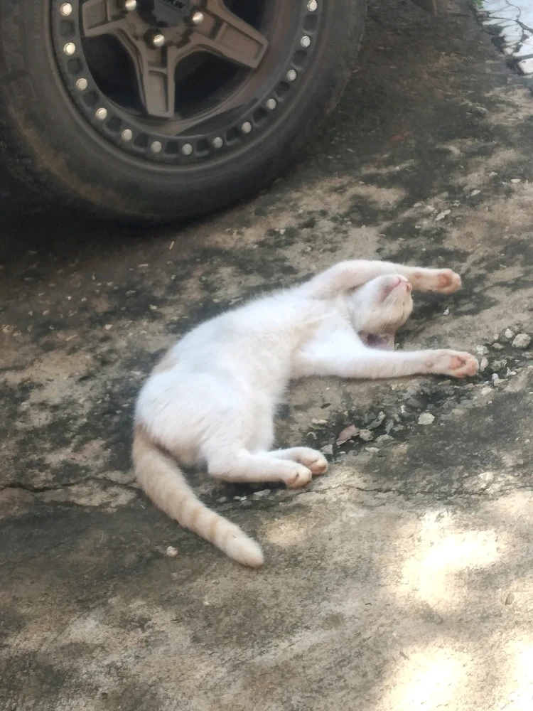 Peui has no care in the world π©πππ
She's so cute omgggggggggguhhhhhdughhhππ₯°ππ