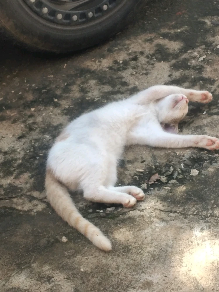 Peui has no care in the world π©πππ
She's so cute omgggggggggguhhhhhdughhhππ₯°ππ