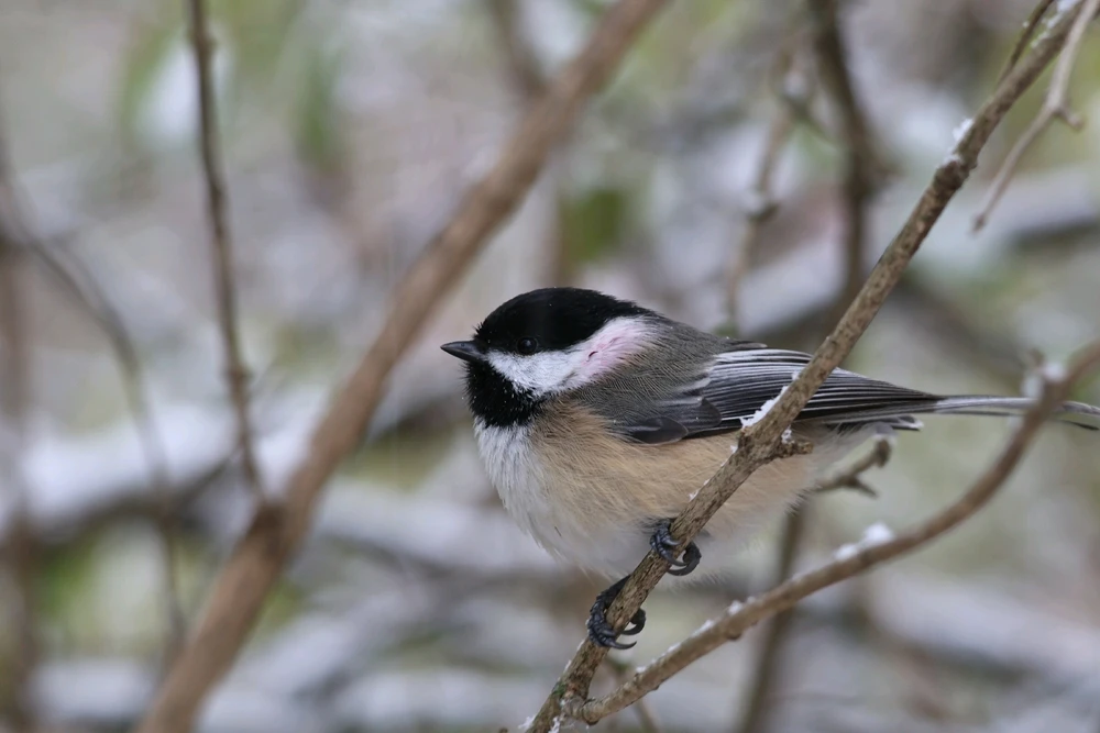 Where are my Bird Nerds at?