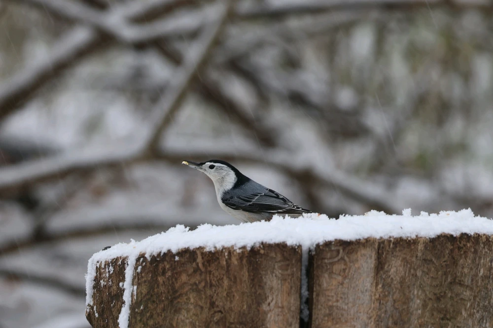 Where are my Bird Nerds at?