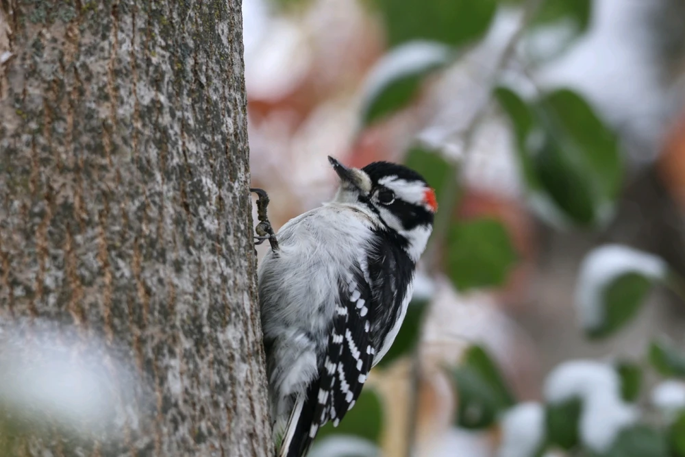 Where are my Bird Nerds at?