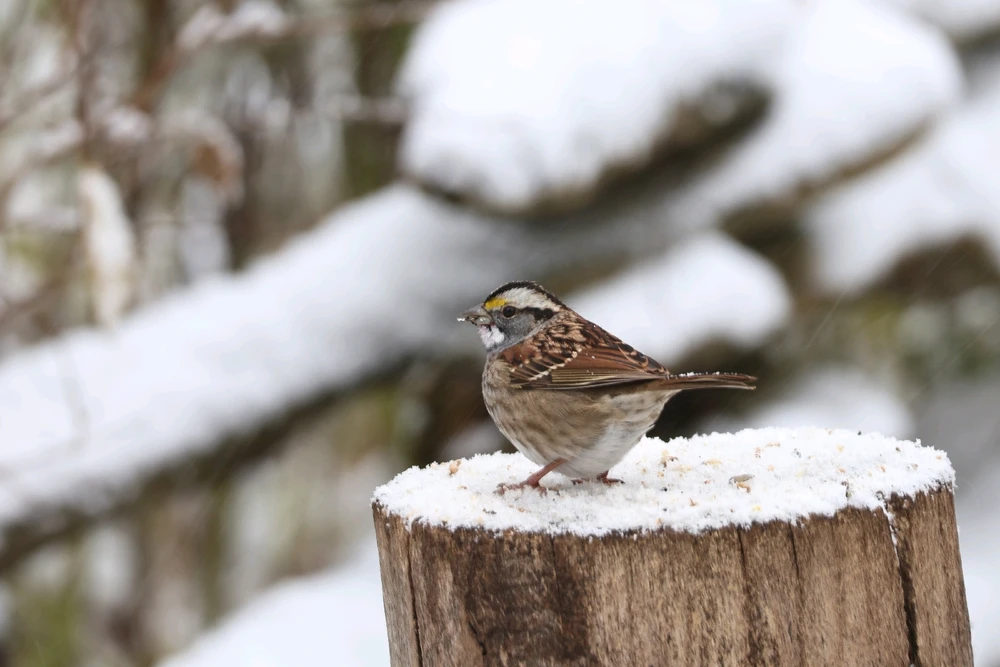 Where are my Bird Nerds at?