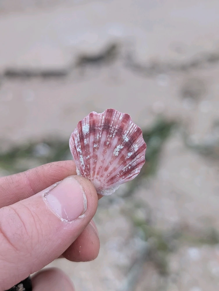 I found some treasure at the beach