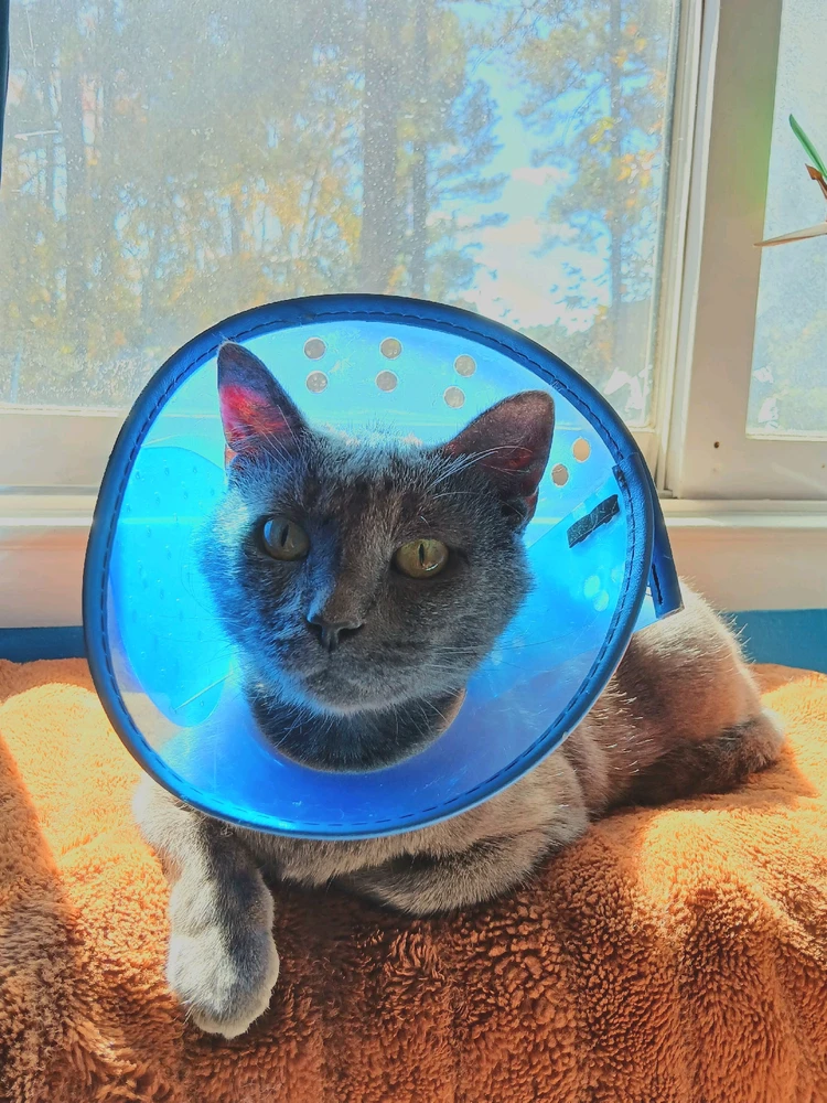 Fit Check For My Blue Cone Era.