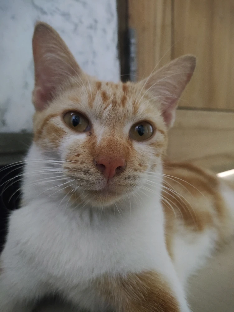 He be like : tf u looking at?