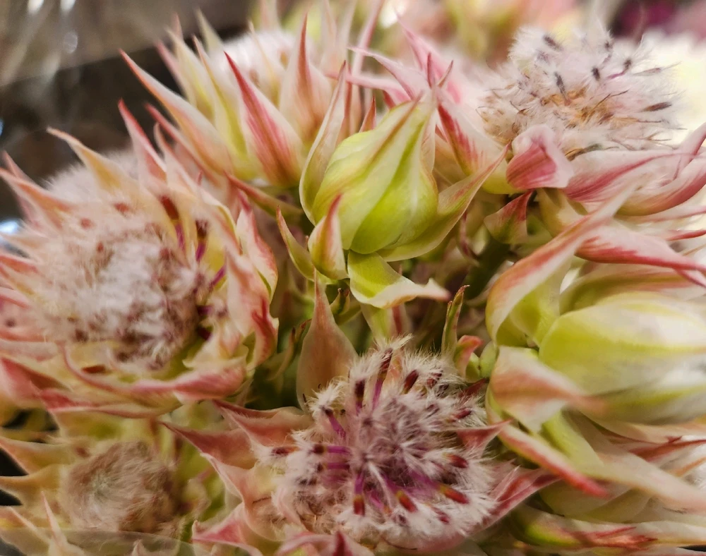 Came across with this beauty... 
Looks fascinating like a fuzzy worm...

🪷🐛🌸🐛🪷🐛🌸🐛🪷🐛🌸🐛🪷