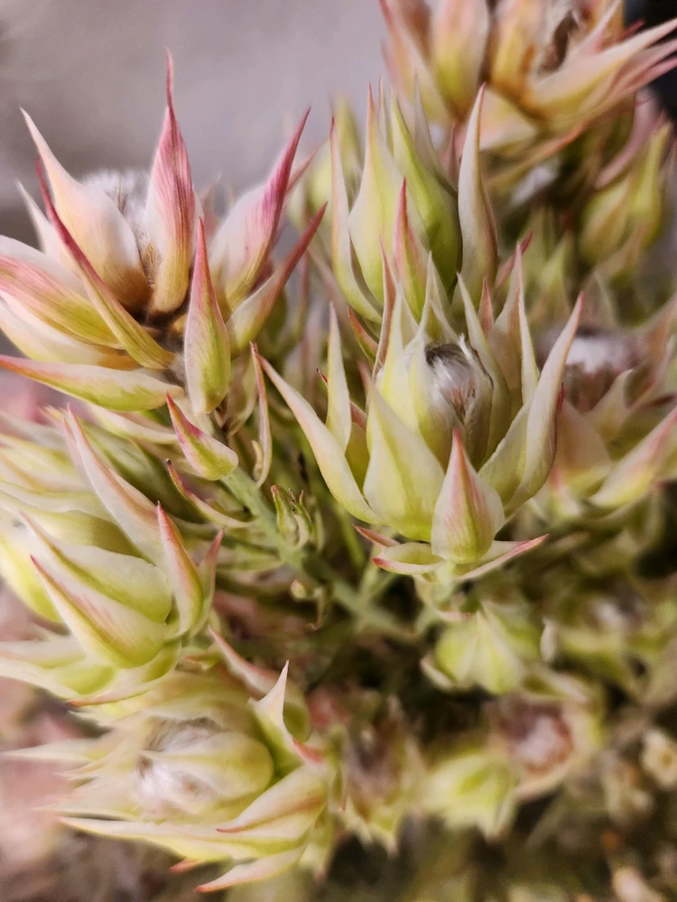 Came across with this beauty... 
Looks fascinating like a fuzzy worm...

🪷🐛🌸🐛🪷🐛🌸🐛🪷🐛🌸🐛🪷