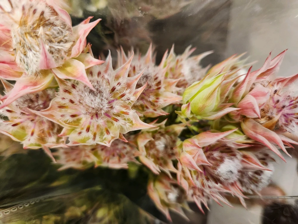 Came across with this beauty... 
Looks fascinating like a fuzzy worm...

🪷🐛🌸🐛🪷🐛🌸🐛🪷🐛🌸🐛🪷