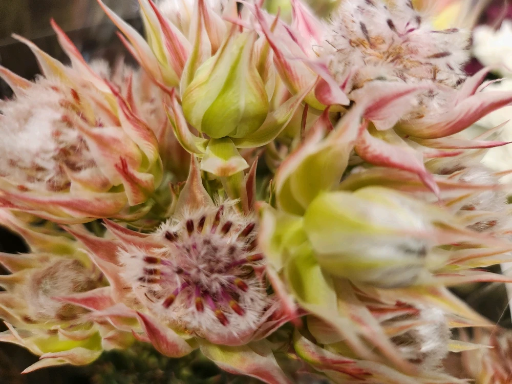 Came across with this beauty... 
Looks fascinating like a fuzzy worm...

🪷🐛🌸🐛🪷🐛🌸🐛🪷🐛🌸🐛🪷