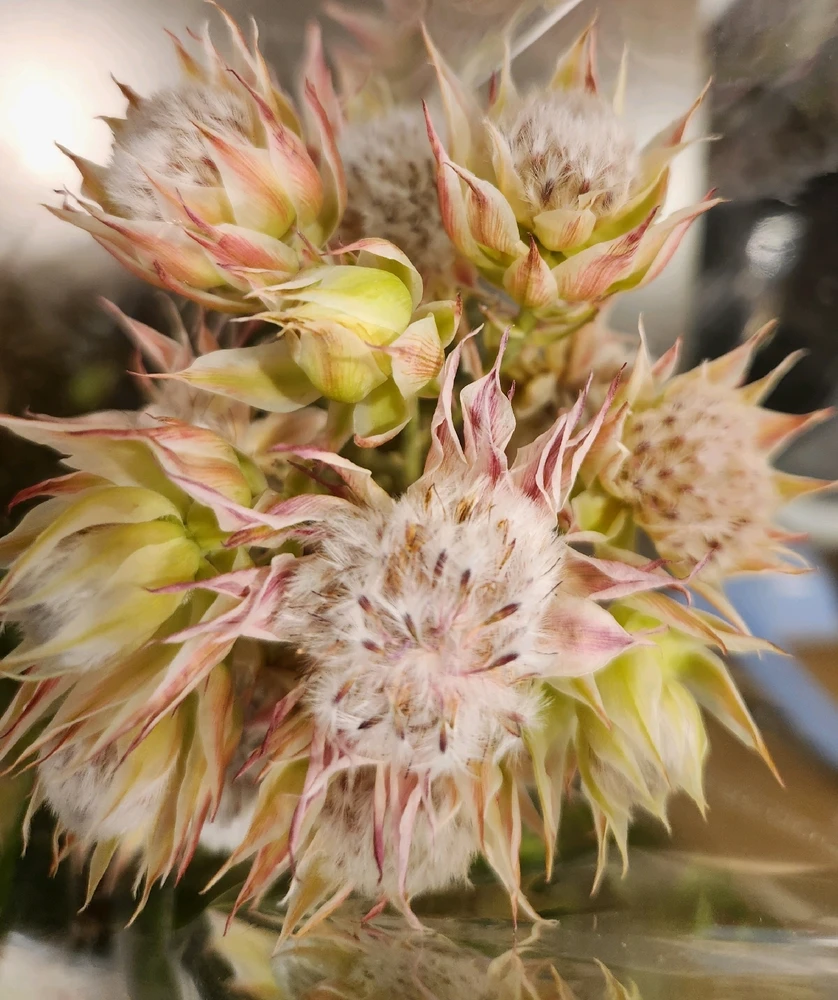 Came across with this beauty... 
Looks fascinating like a fuzzy worm...

🪷🐛🌸🐛🪷🐛🌸🐛🪷🐛🌸🐛🪷