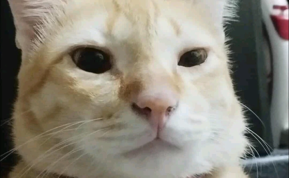 GIF อัปโหลดโดย Naris