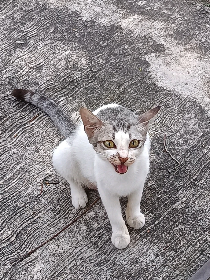 Auditioning for ‘The Angry Cute Show'