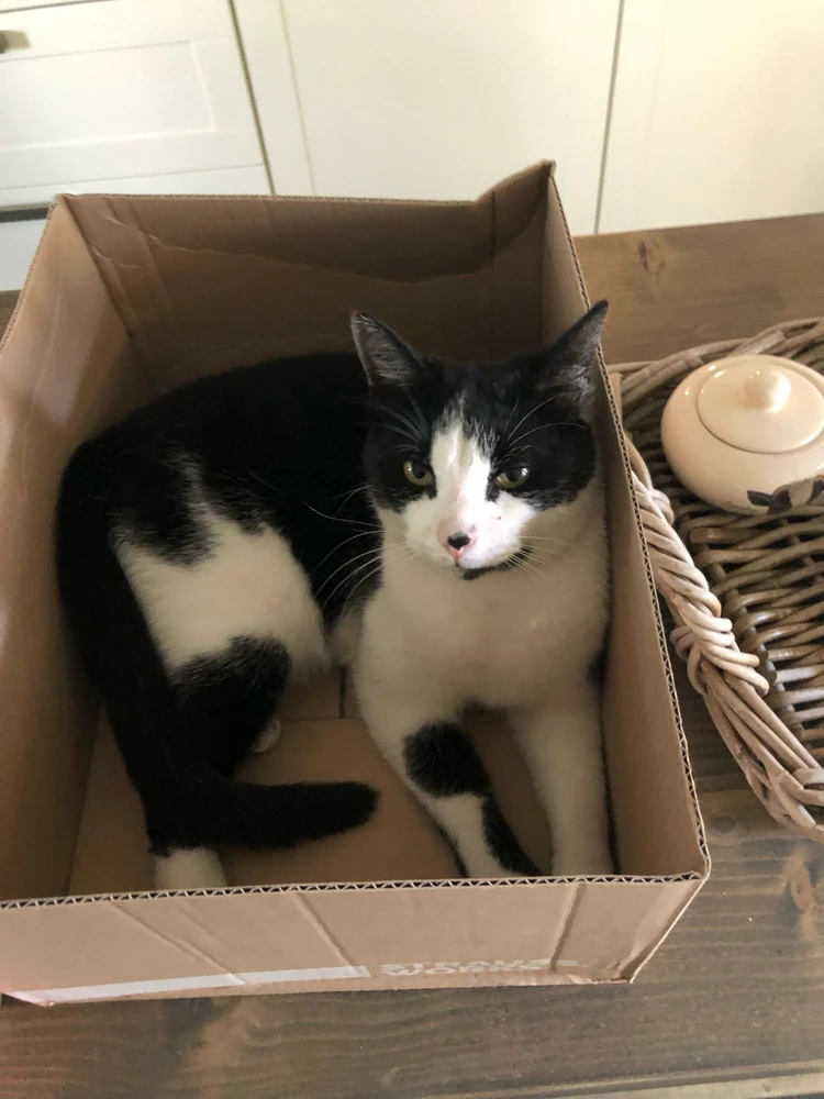 Luna chilling in a box