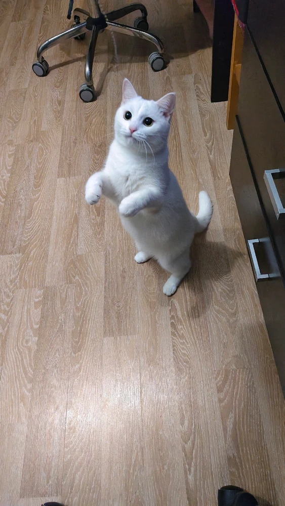 MaximがアップロードしたGIF