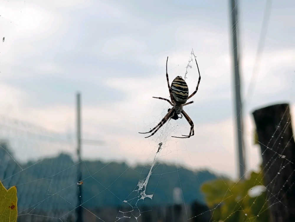 Гіфку завантажив Nazarii