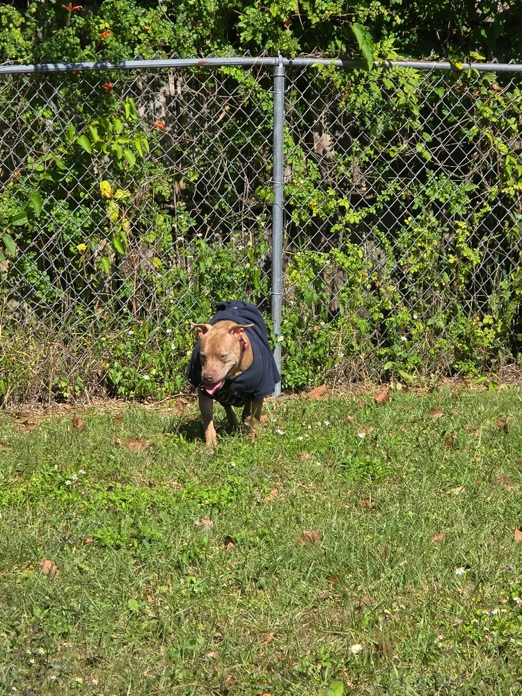 More of my fur turds