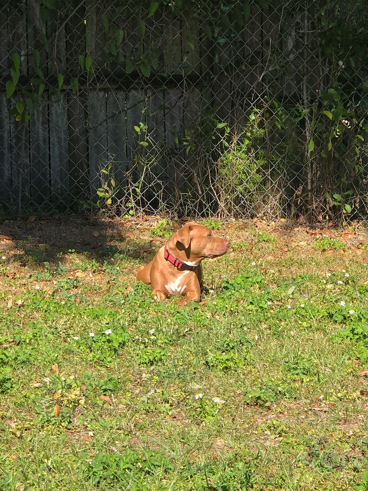 More of my fur turds