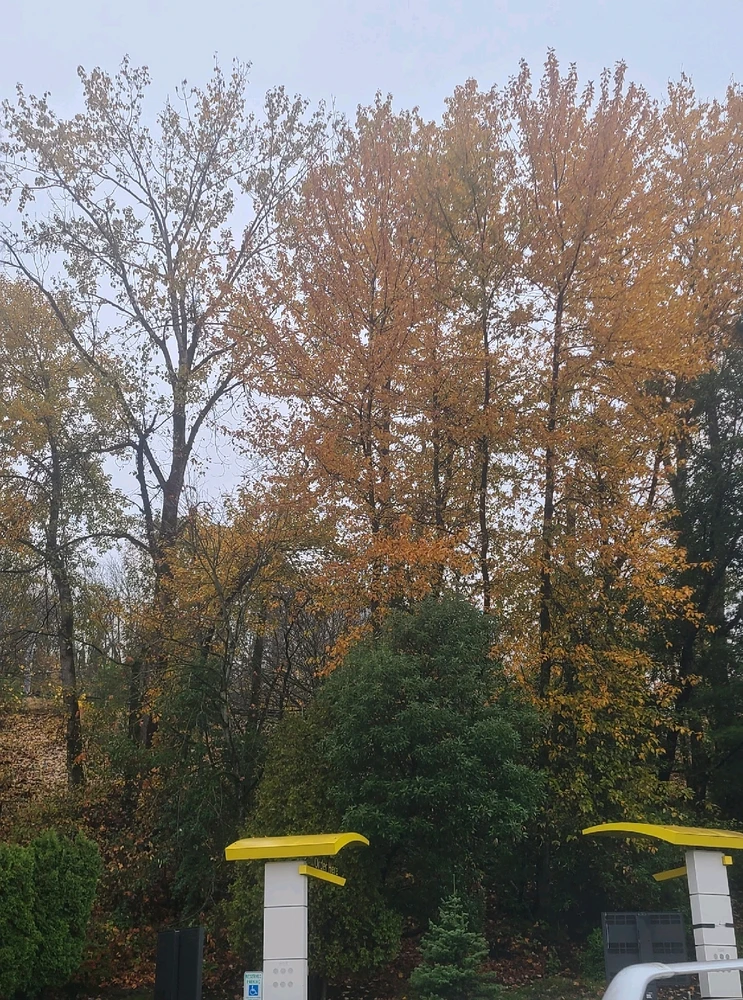 Image uploaded by momo
