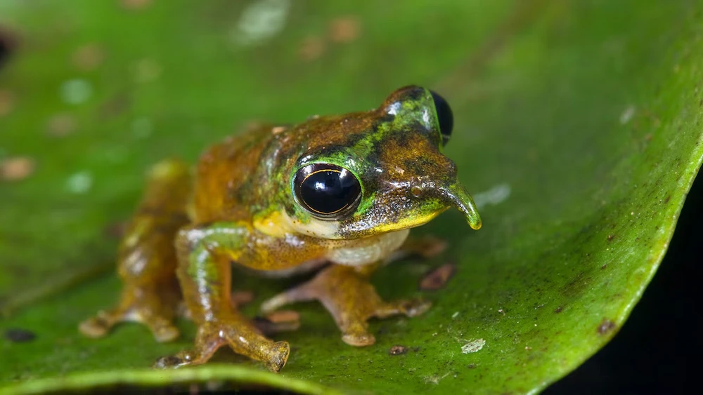 Spiked nose Tree frog π