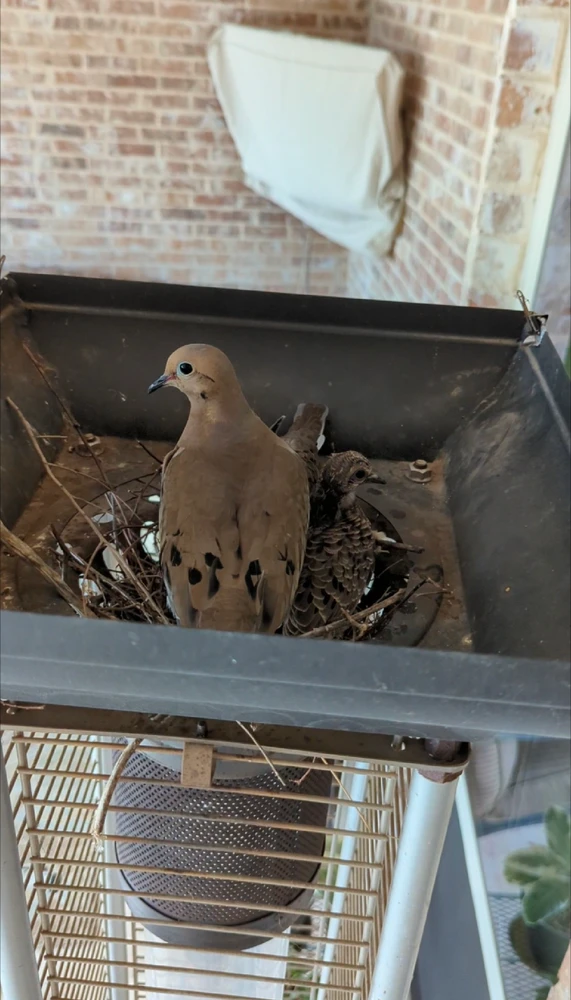 Doves nesting on my back porch