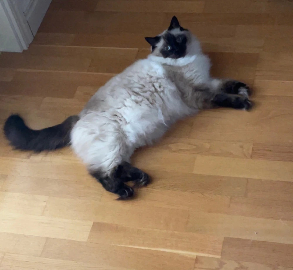 GIF uppladdad av Emma