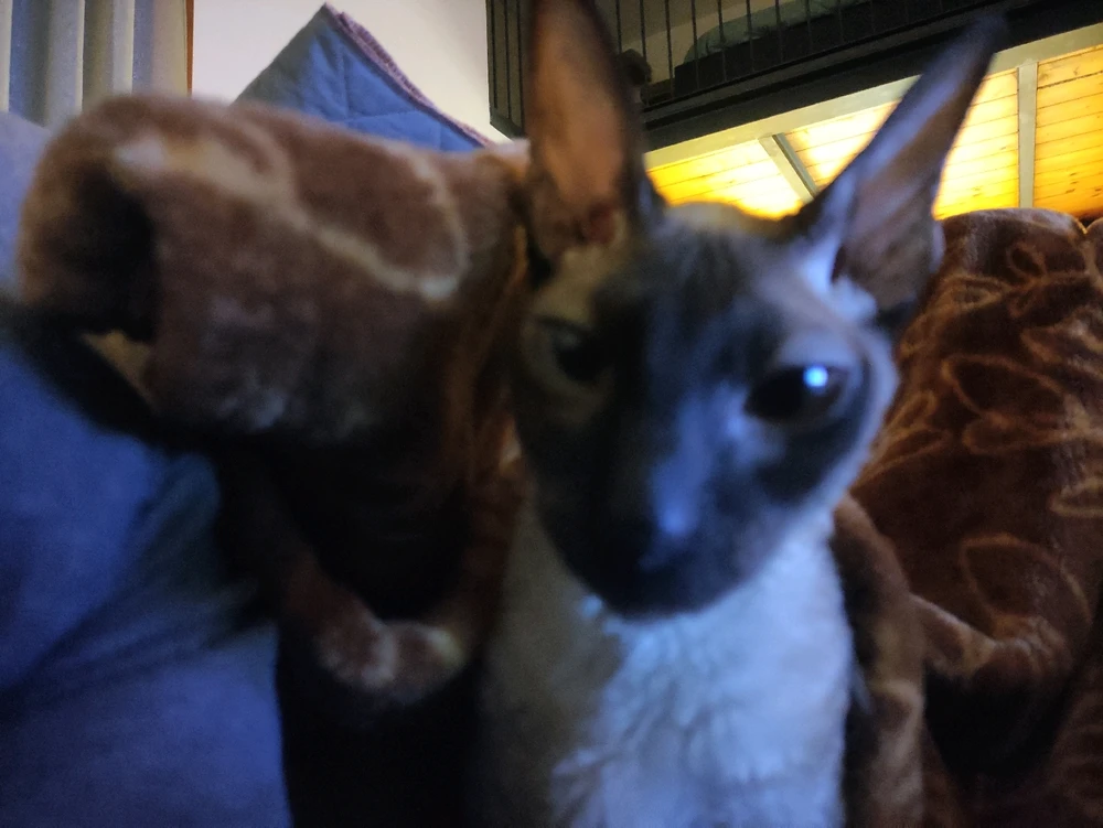 GIF caricata da Edoardo