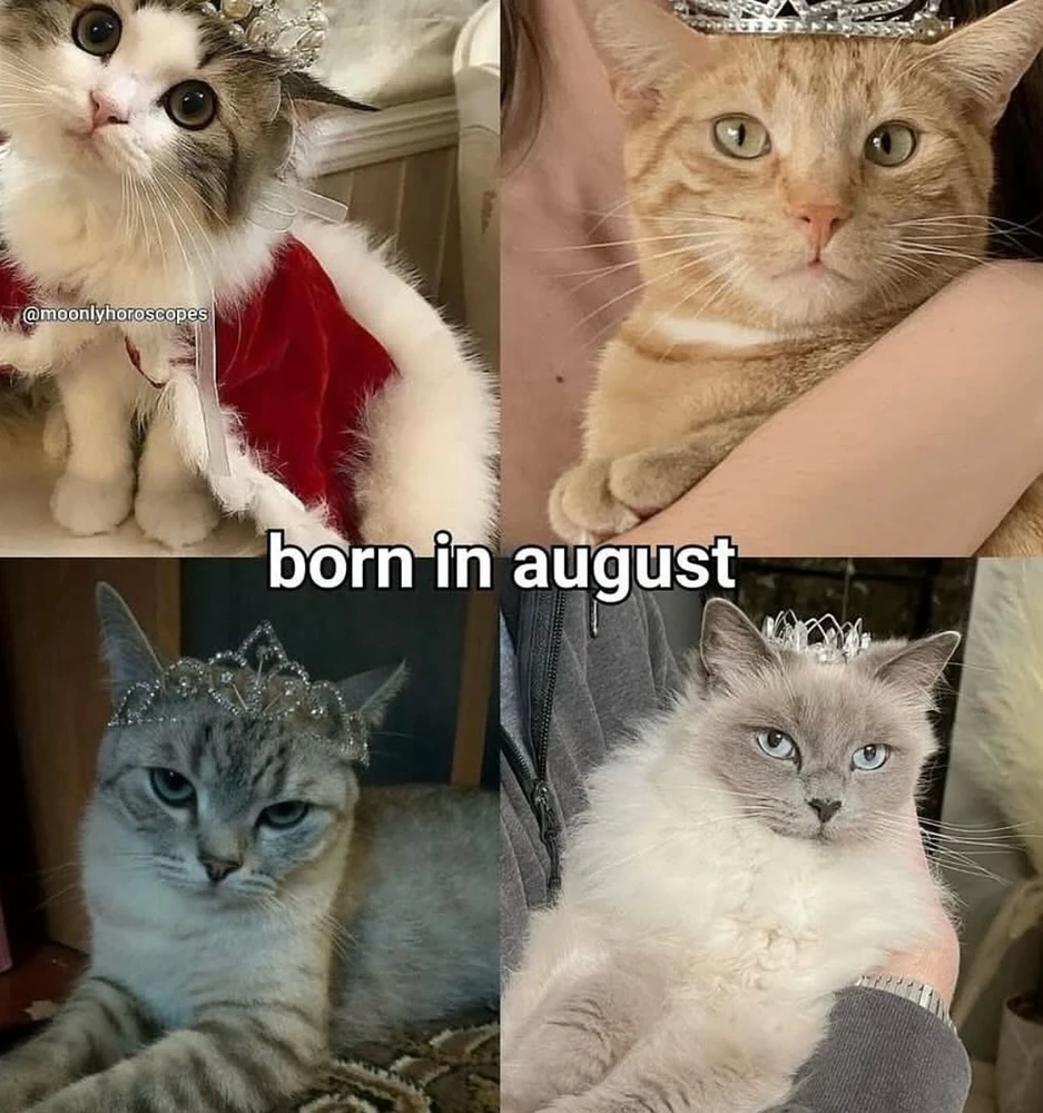 Obrázek nahrál Irónia