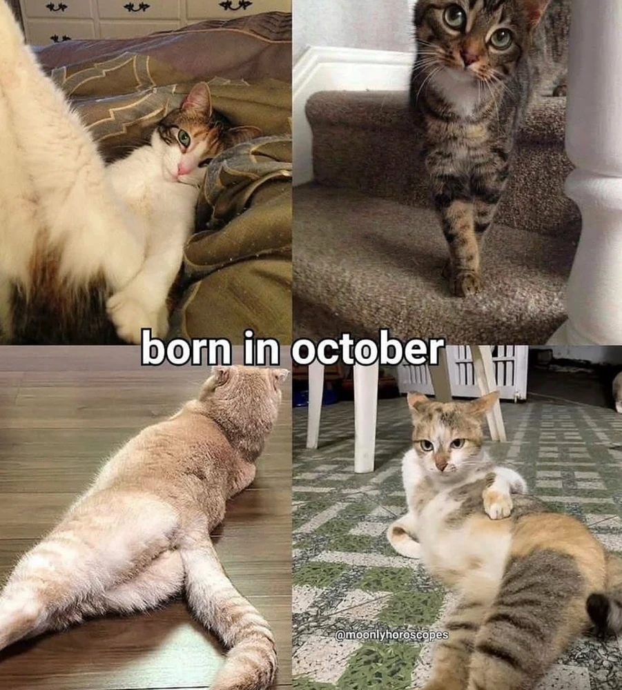 Obrázek nahrál Irónia