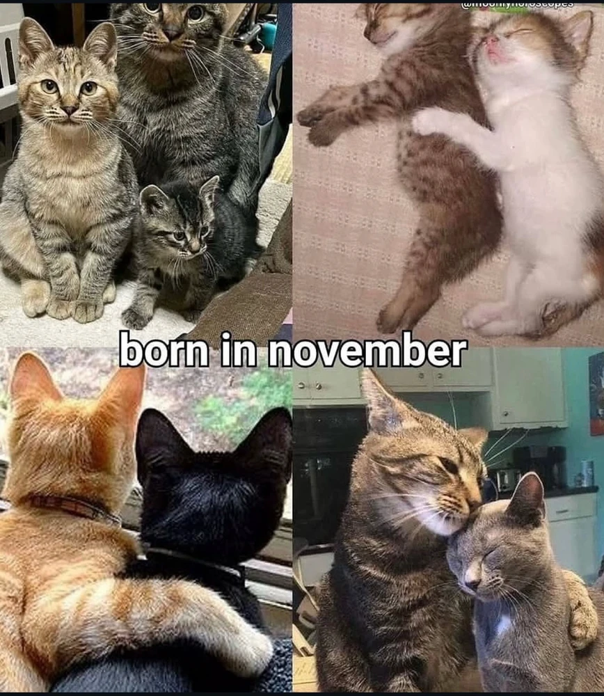 Obrázek nahrál Irónia