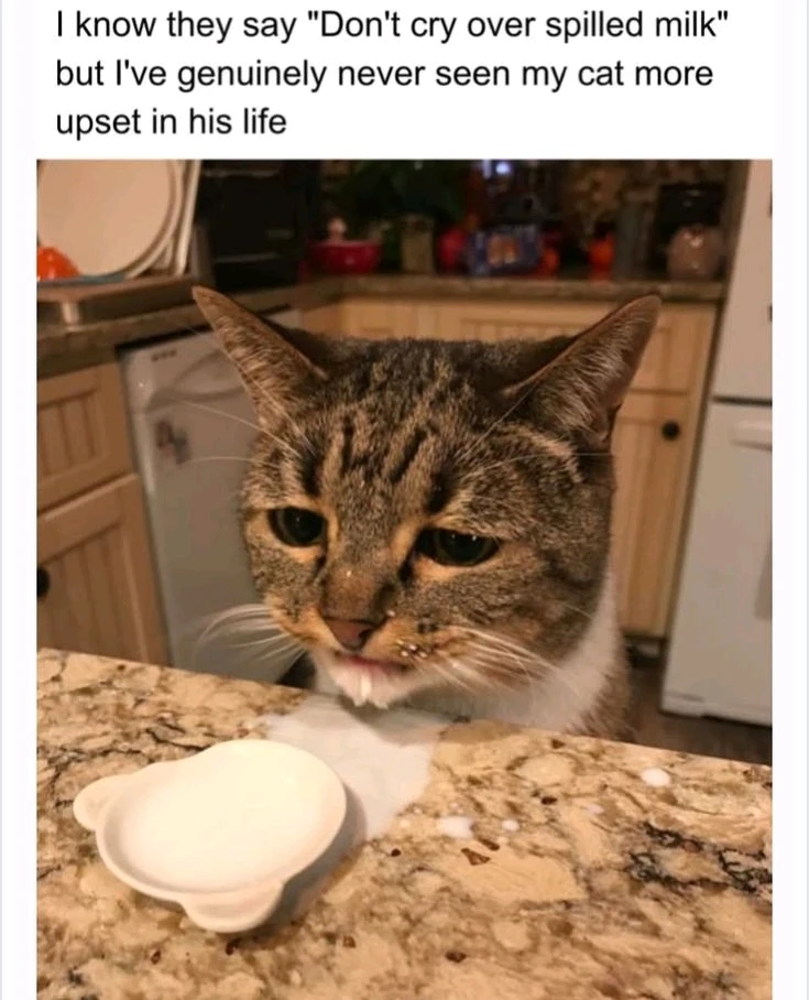 "Don't cry over spilled milk" Cat's reaction: