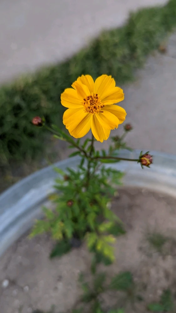 Looks like it wants to give a hug