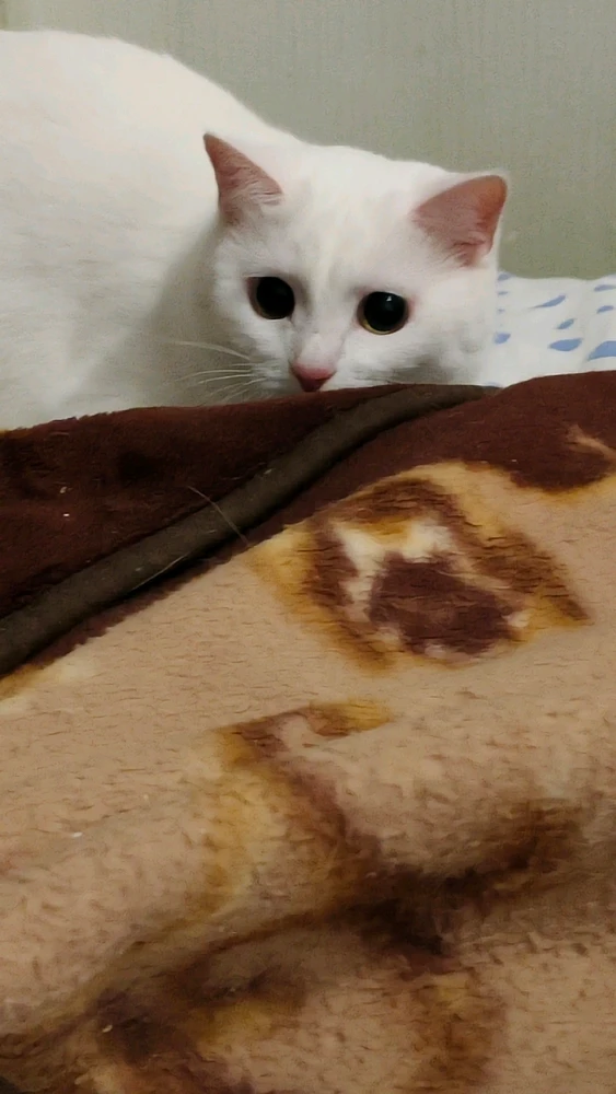 MaximがアップロードしたGIF