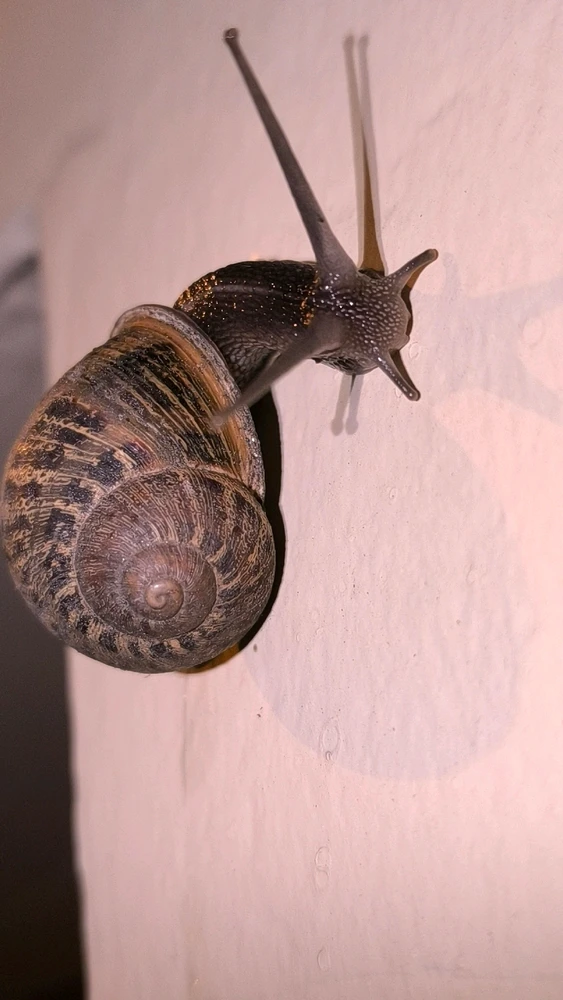 Caracol Del habla