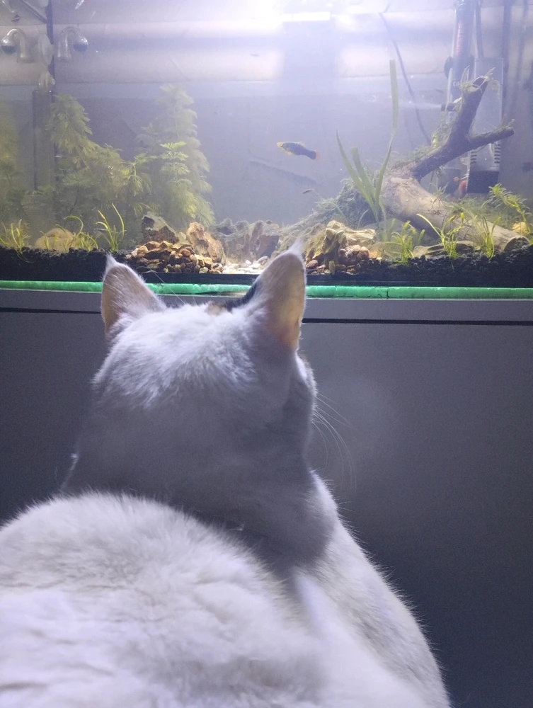 GIF enviado por Marcos