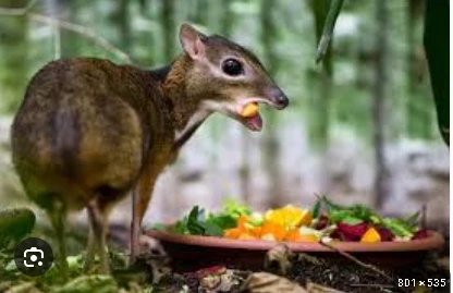 Best Pet of Any Animal? The Mouse Deer