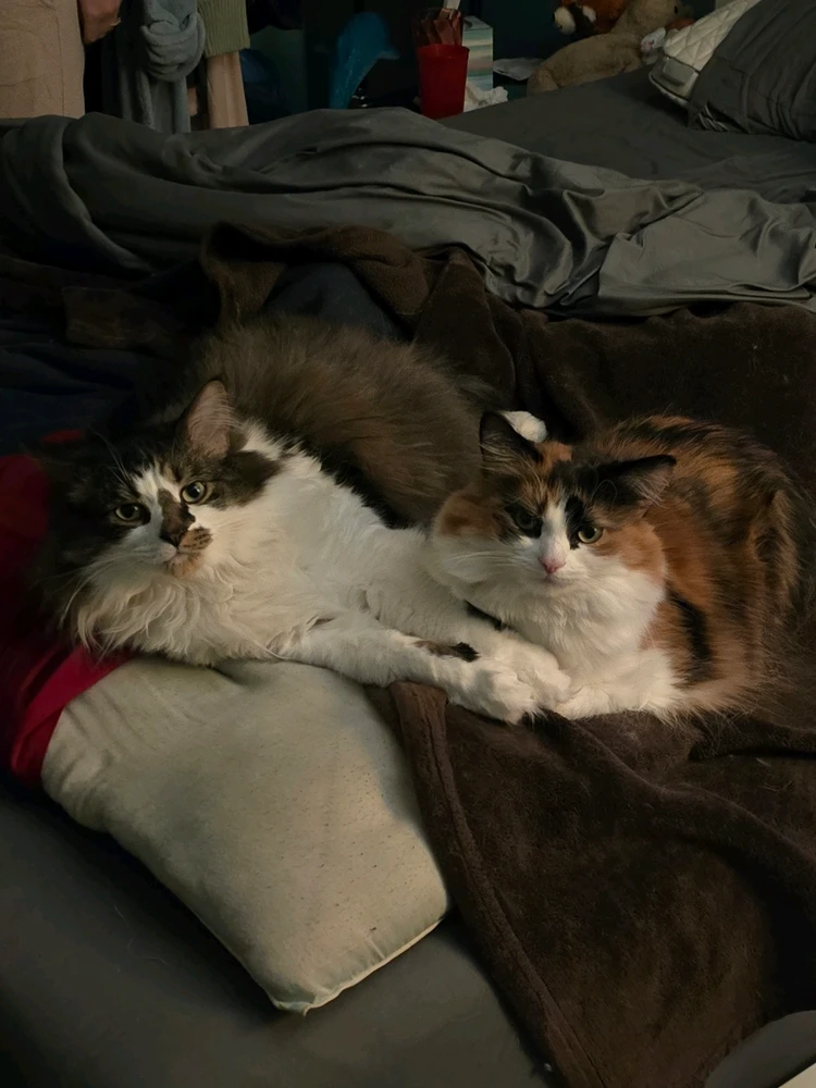 My fur babies, Asuna and Kirito. Just wishing all of you and your own furry children a happy Friday!