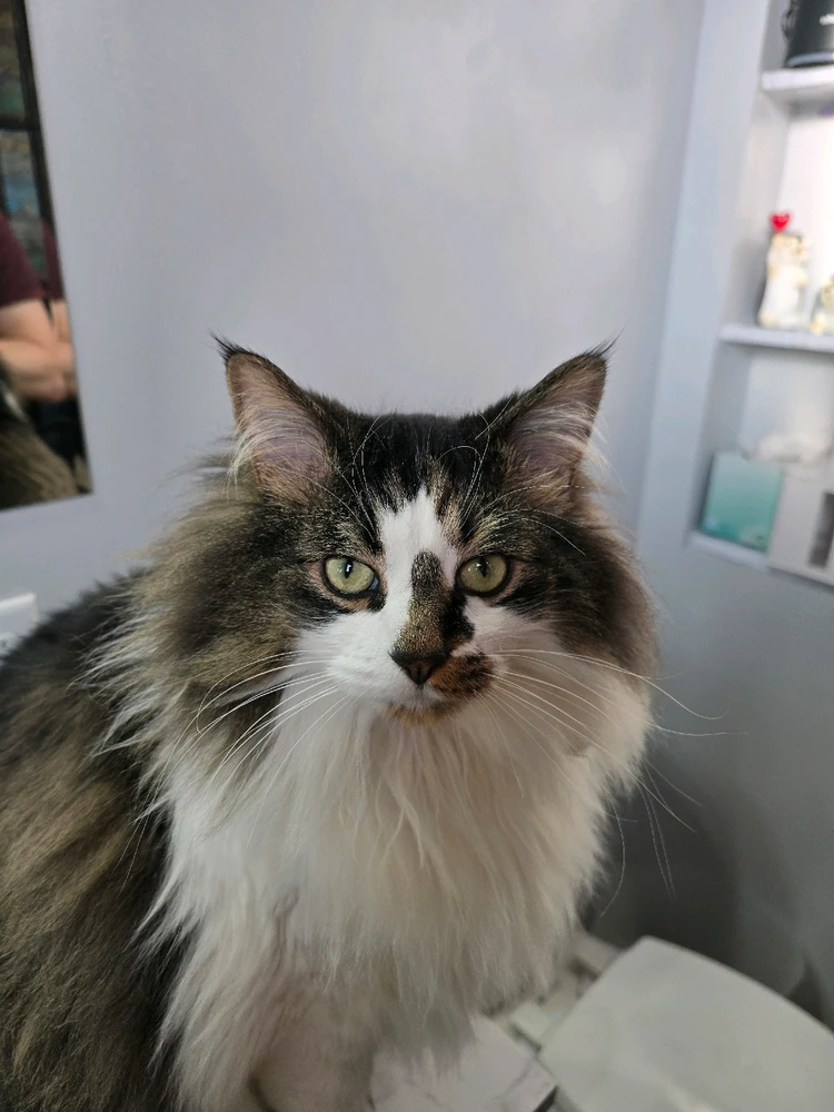 My fur babies, Asuna and Kirito. Just wishing all of you and your own furry children a happy Friday!