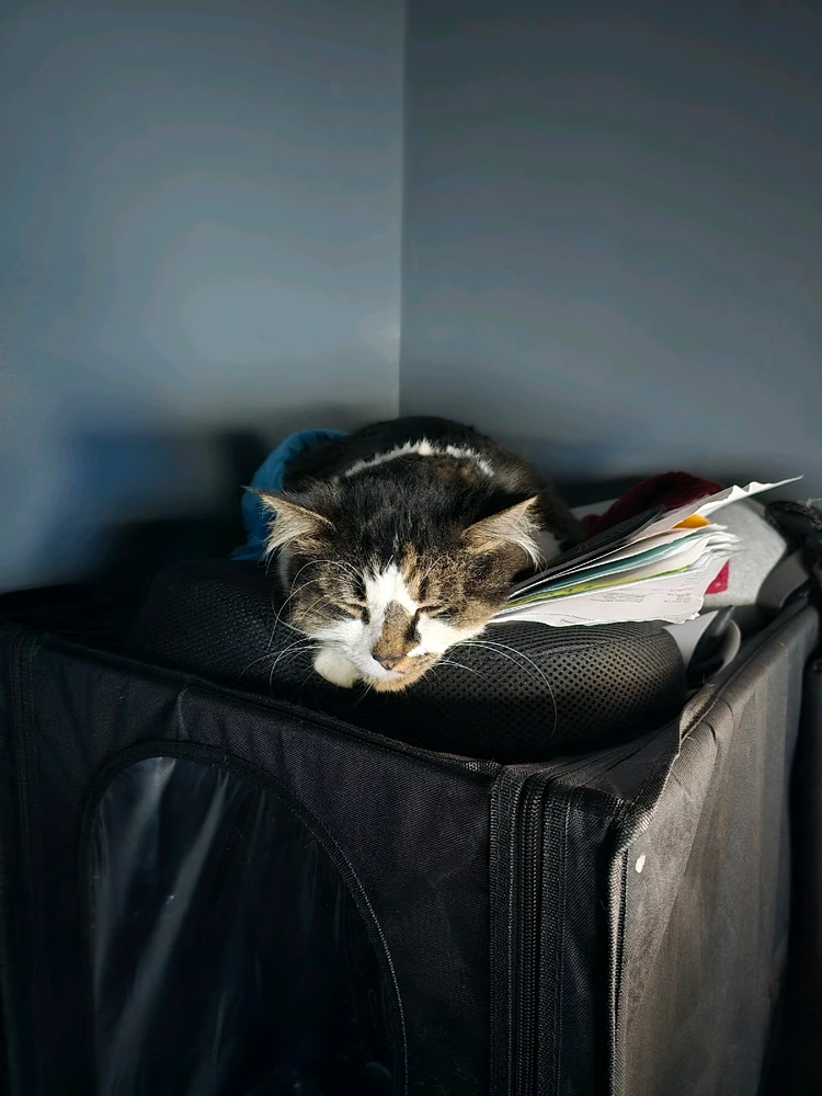 My fur babies, Asuna and Kirito. Just wishing all of you and your own furry children a happy Friday!