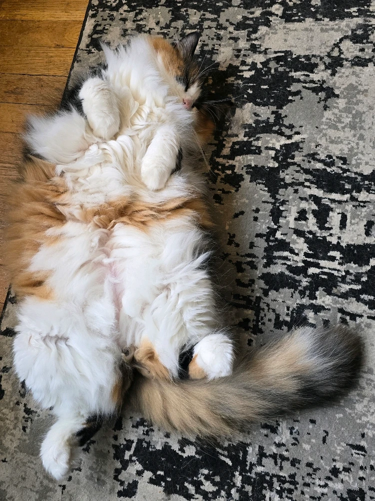 My fur babies, Asuna and Kirito. Just wishing all of you and your own furry children a happy Friday!