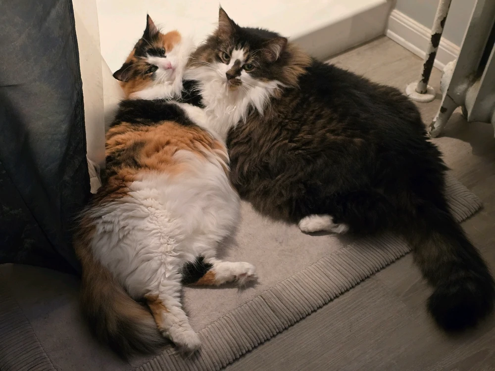 My fur babies, Asuna and Kirito. Just wishing all of you and your own furry children a happy Friday!