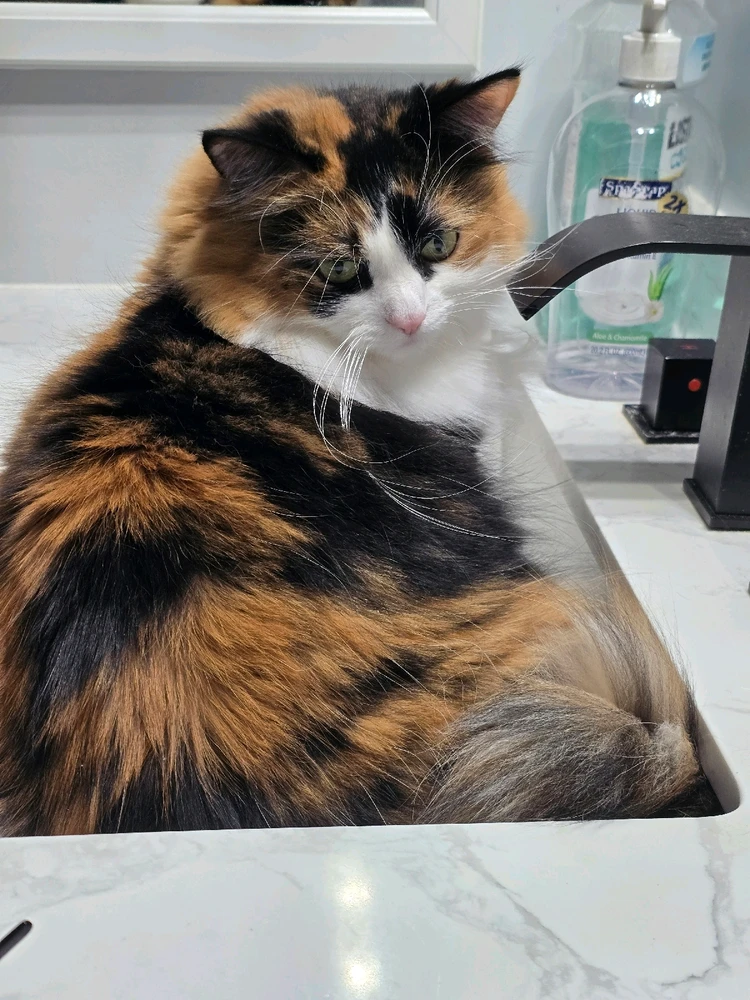 My fur babies, Asuna and Kirito. Just wishing all of you and your own furry children a happy Friday!