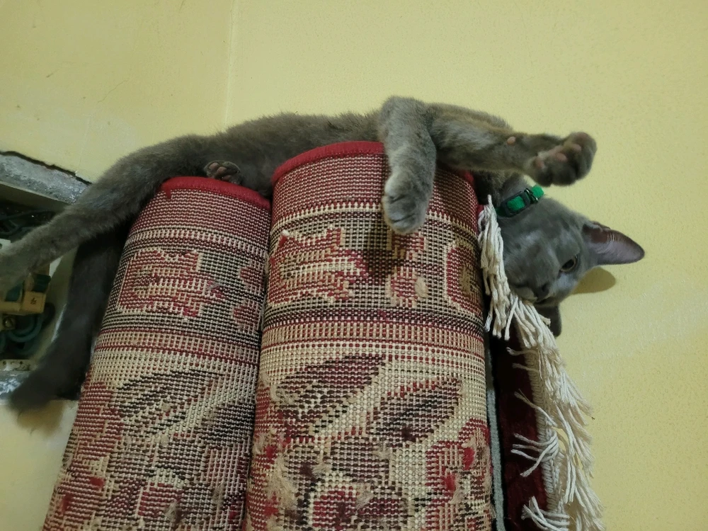 GIF uploaded by Qiqi