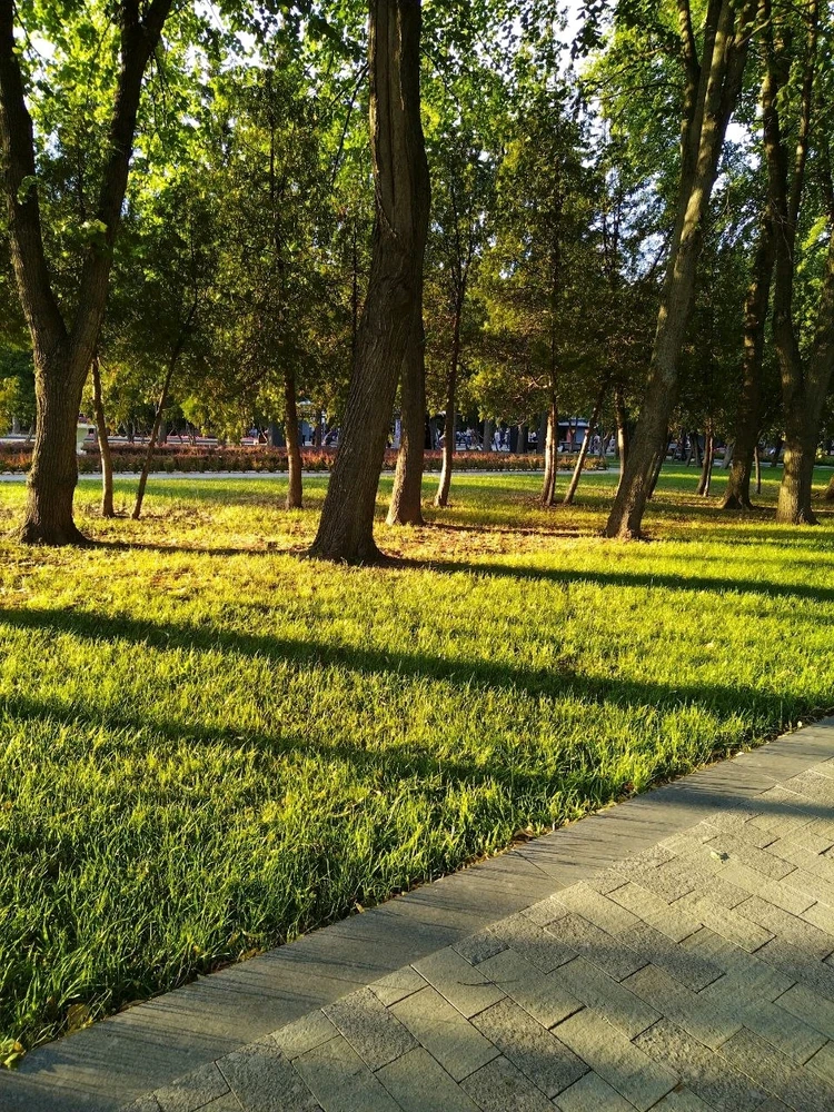 Красиво падал вечерний свет. Мимо пройти не смогла ))