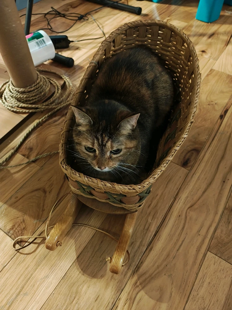 Here's my lovely little love~ Mikasa