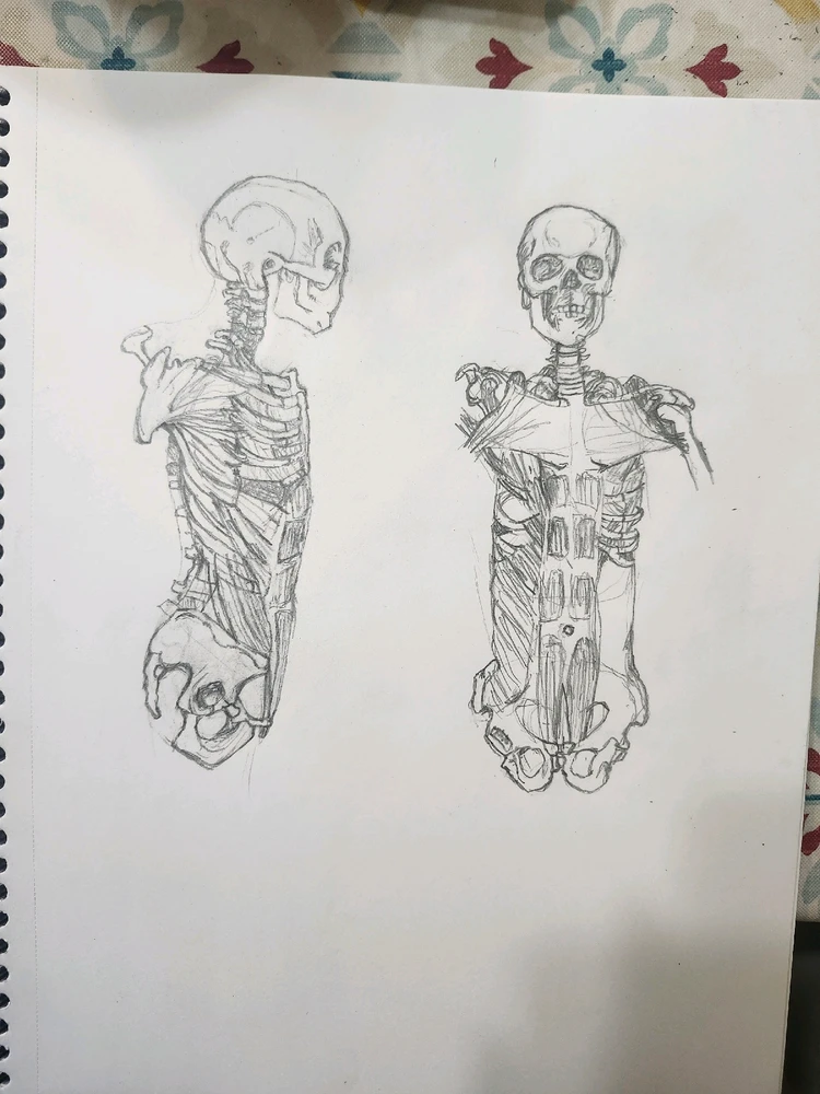 Anatomy drawings from my sketchbook