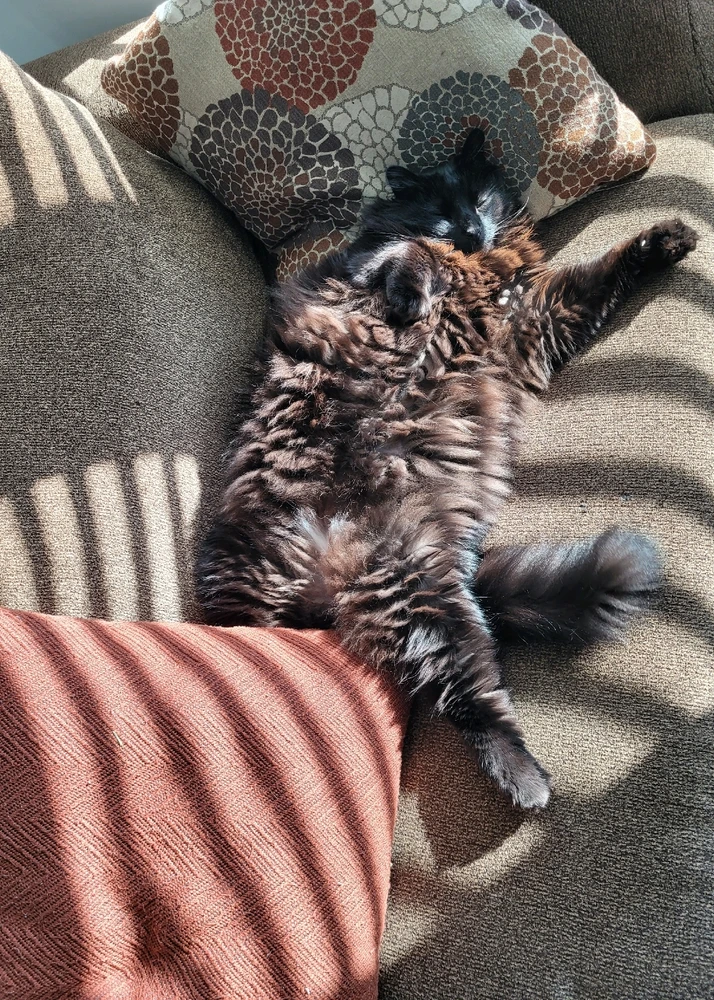 My WFH Co-worker π₯Ή