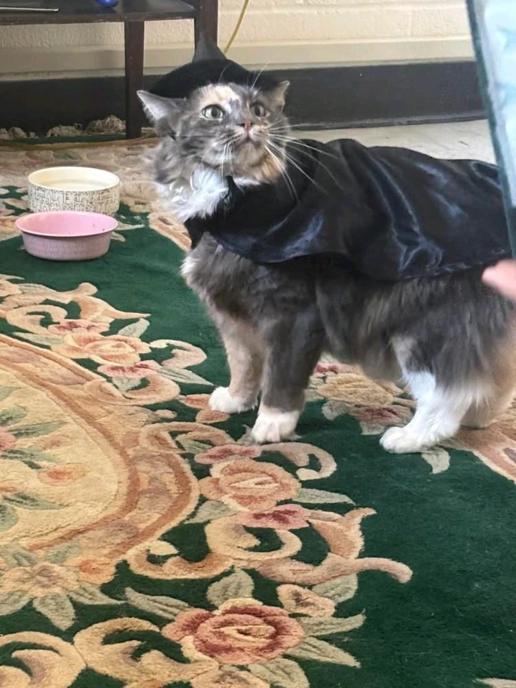 GIF uploaded by Jonathan