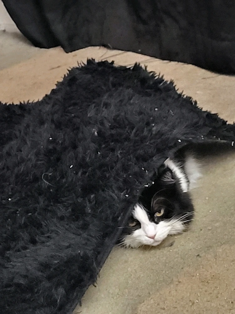 Oh Bianca... Always being cute and
sneaky!
π« πΆβπ«οΈππ»πΉ