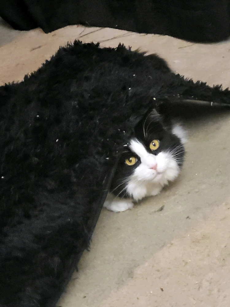 Oh Bianca... Always being cute and
sneaky!
π« πΆβπ«οΈππ»πΉ